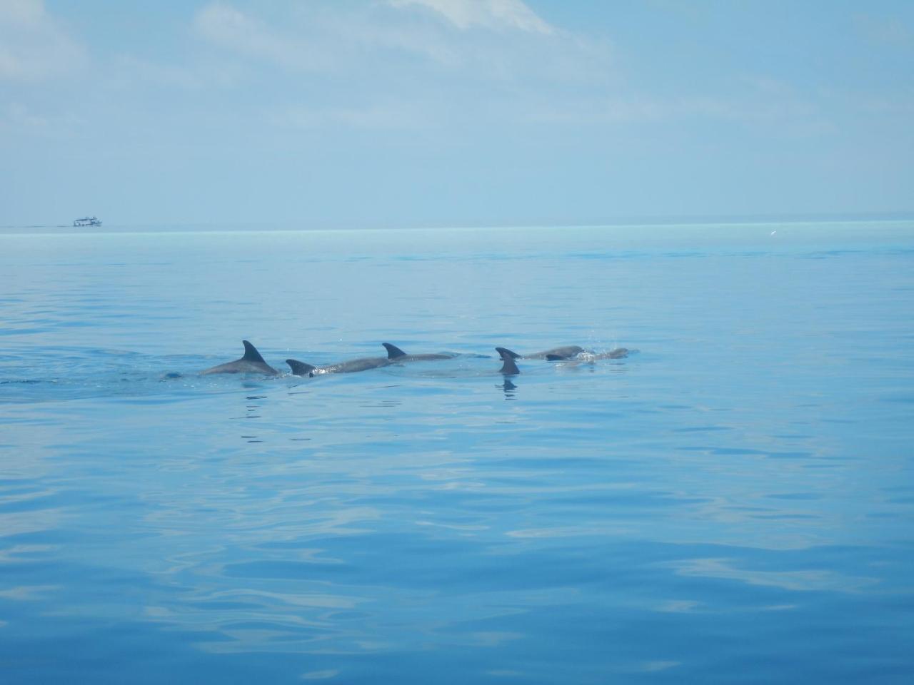 Lagoon Villa Maldives Thoddoo Exteriér fotografie